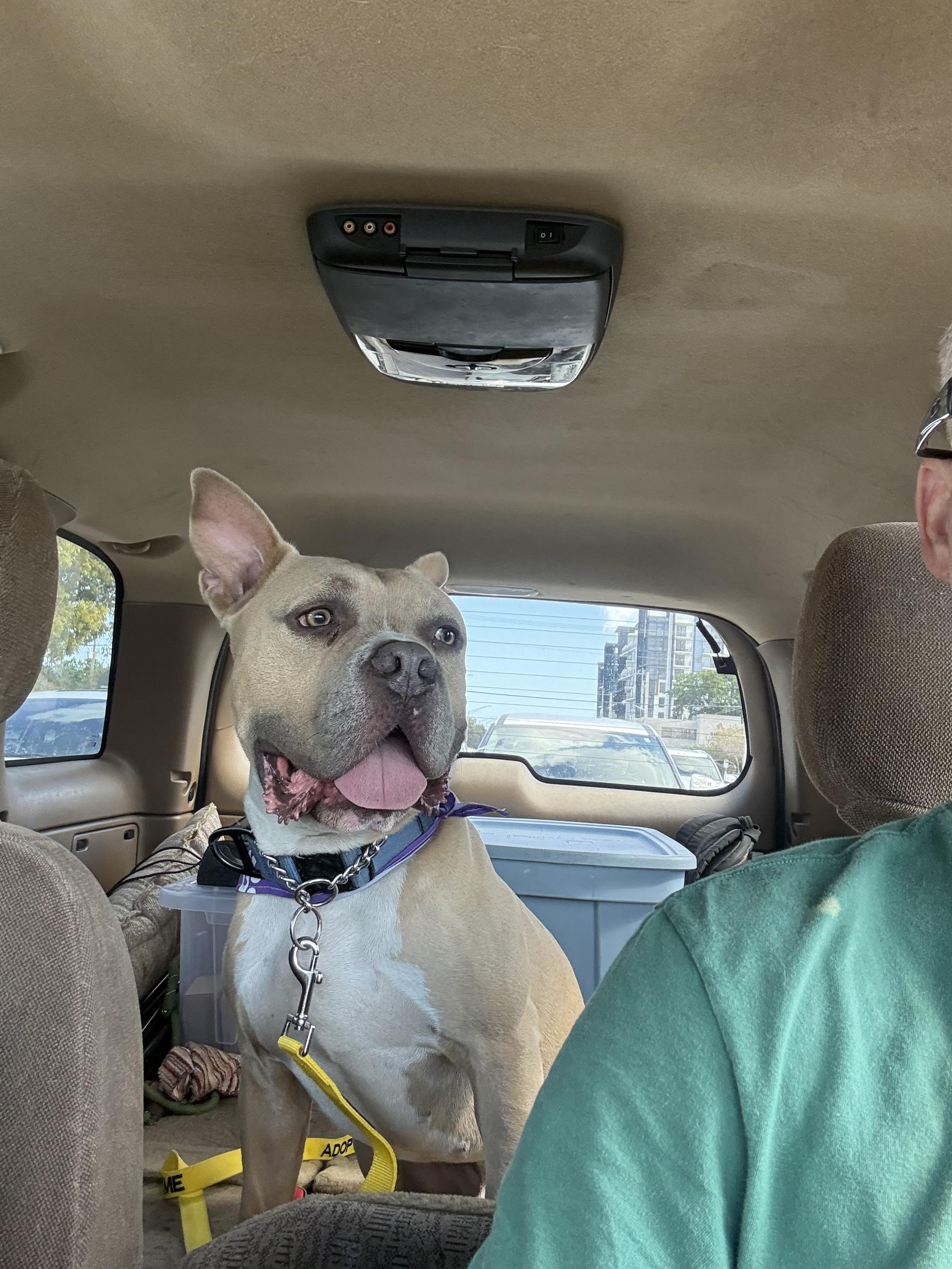 Enlarge Anakin, a Adoptable mixed breed in Pompano Beach, FL image 4/4