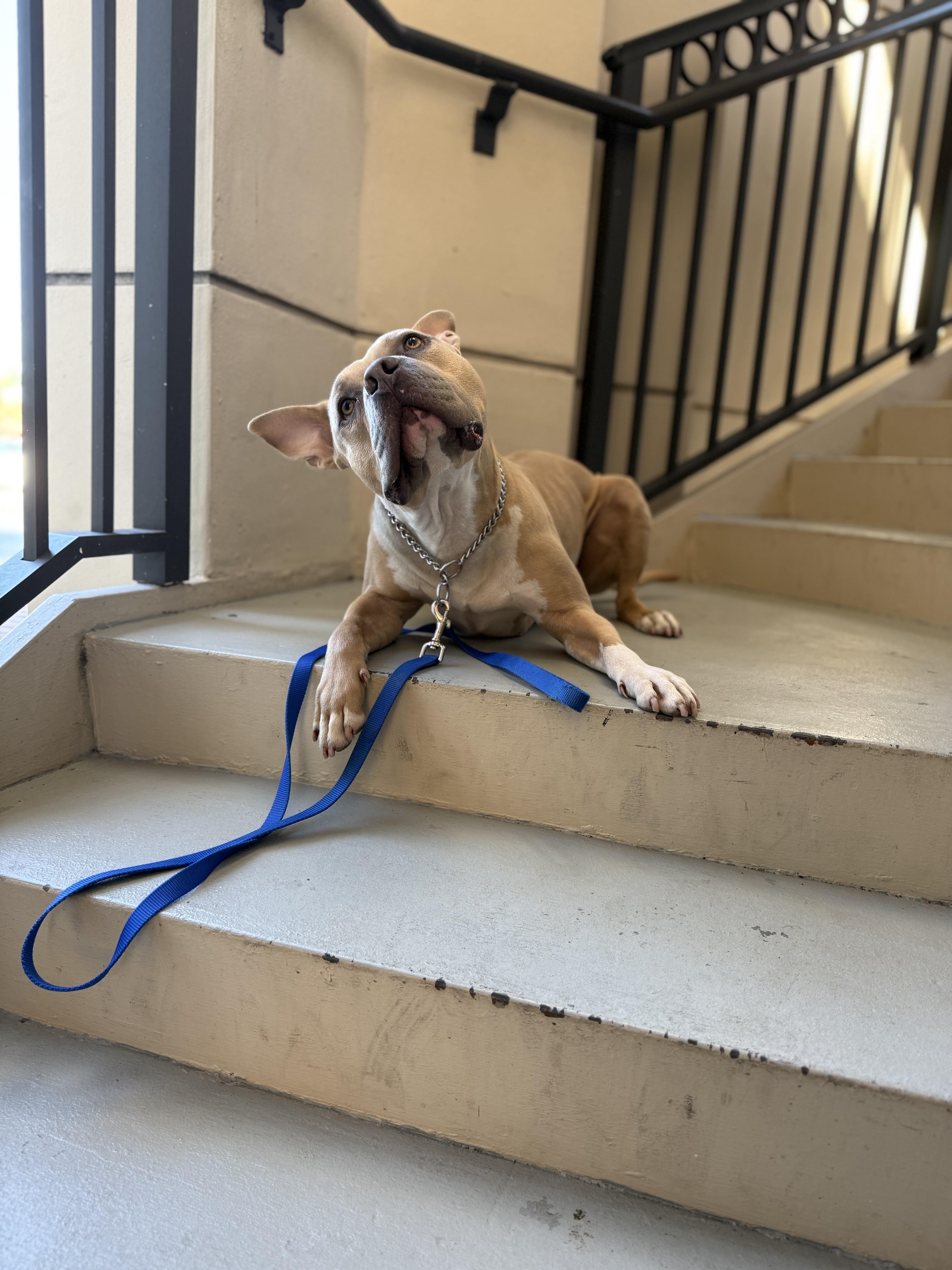 Enlarge Anakin, a Adoptable mixed breed in Pompano Beach, FL image 3/4