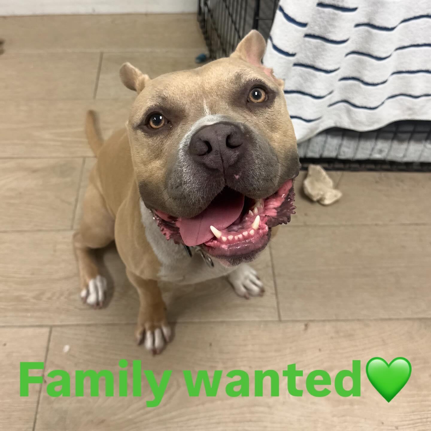 Anakin, ADOPTABLE, Young Male Pit Bull Terrier & Boxer.