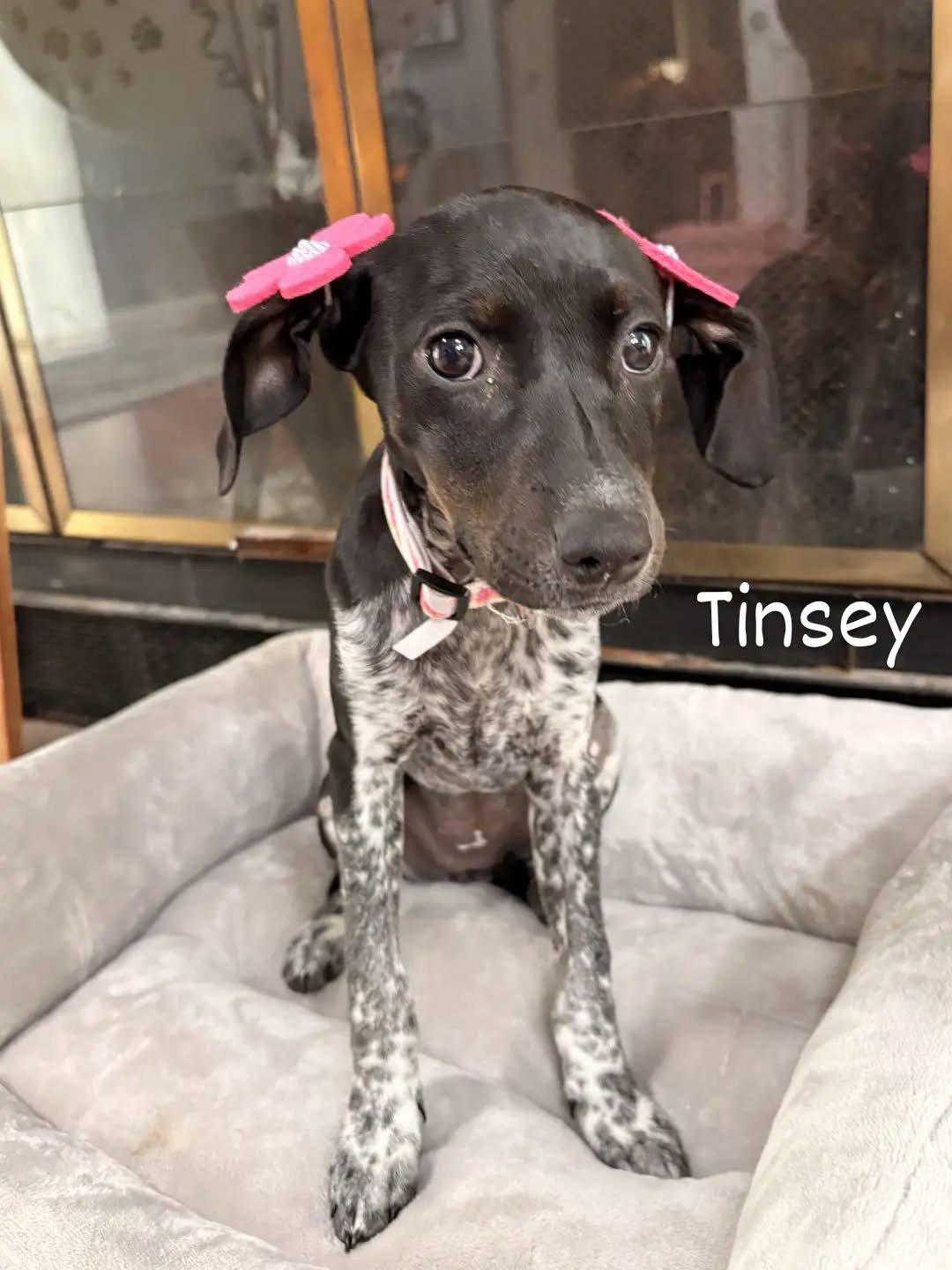 Tinsey, Adopted, Young Female Hound.