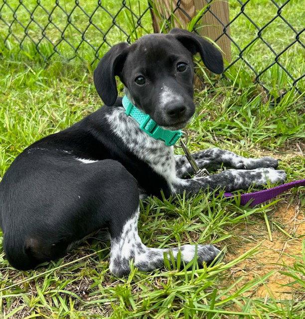 Tinsey, a Adopted Hound in Tarrytown, GA image 2/3
