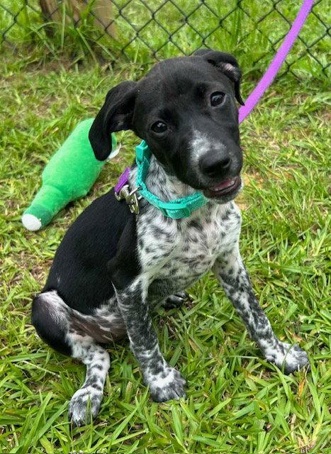 Tinsey, a Adopted Hound in Tarrytown, GA image 3/3