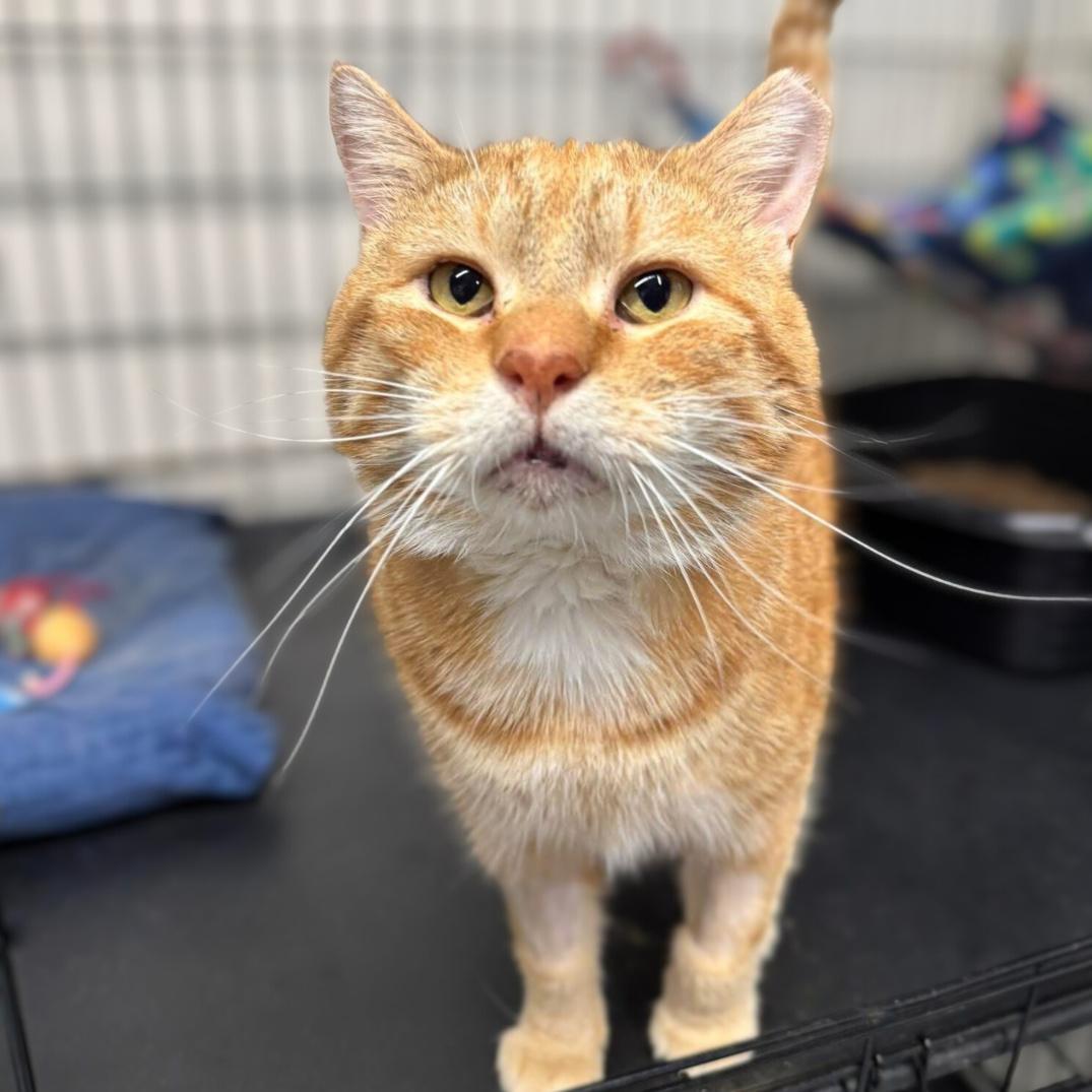 Yeti, Adult Male Domestic Short Hair