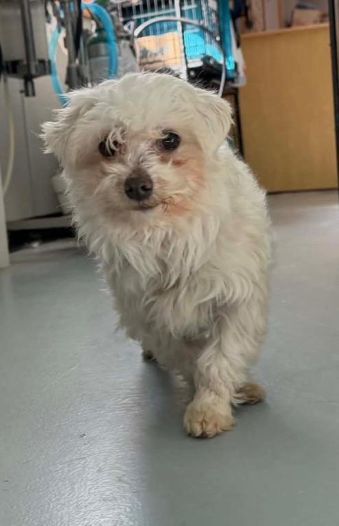 J2 Rocky, Adoptable, Adult Male Maltese.