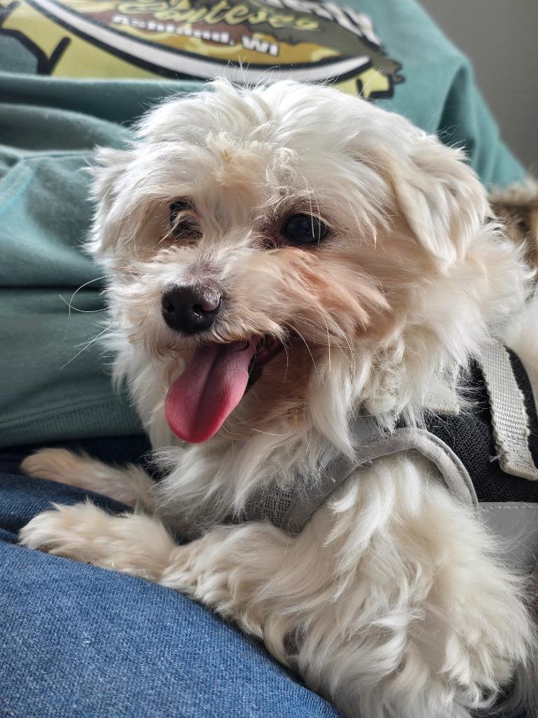 Enlarge J2 Rocky, a Adoptable Maltese in Ashland, WI image 2/2
