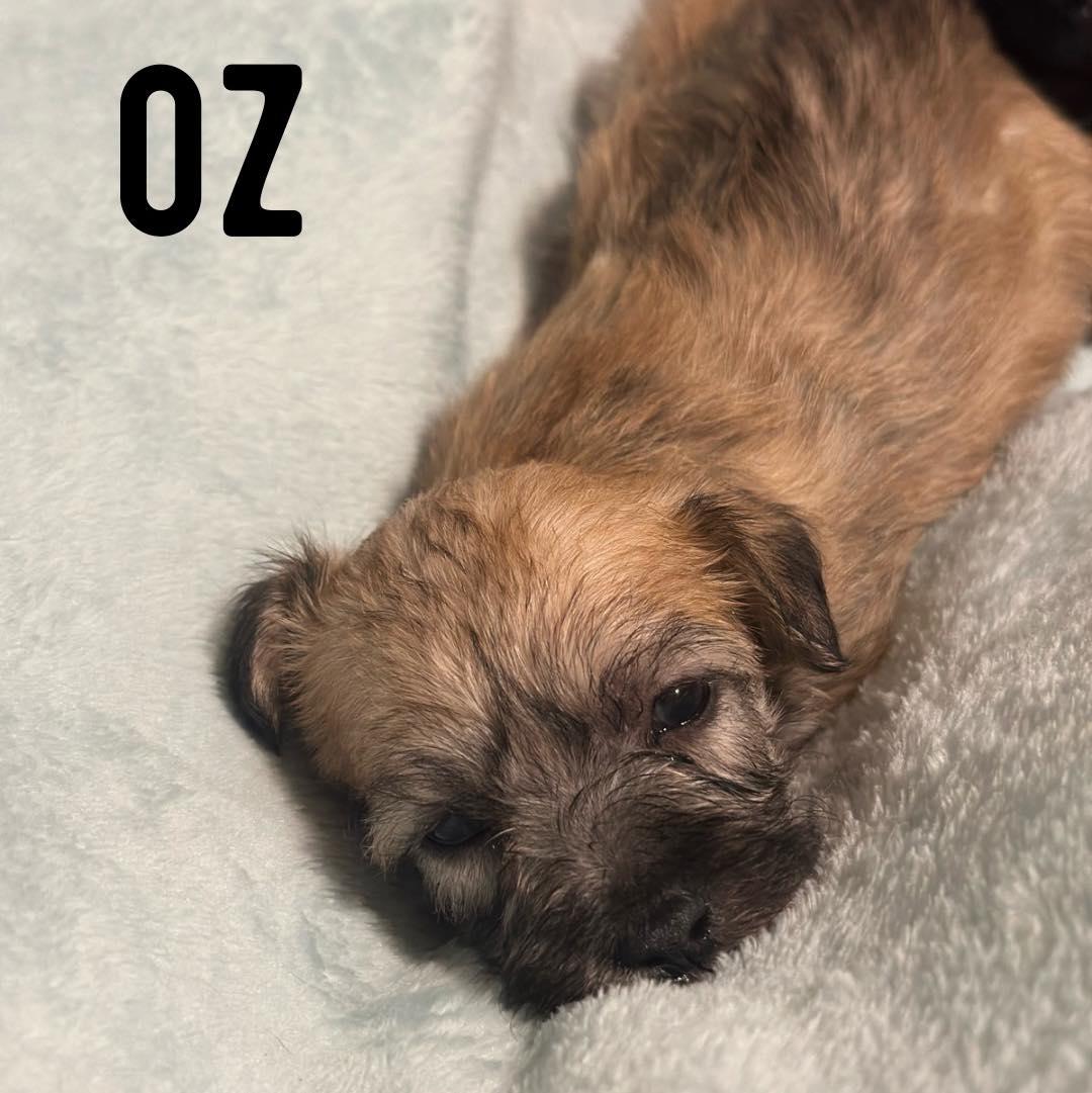 Oz, Adoptable, Puppy Male Shih Tzu.