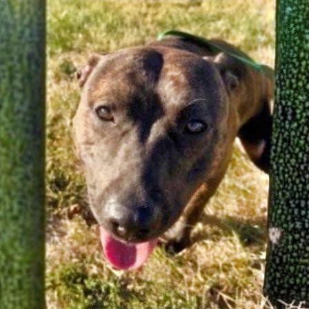 Kit, Adoptable, Young Female Pit Bull Terrier.