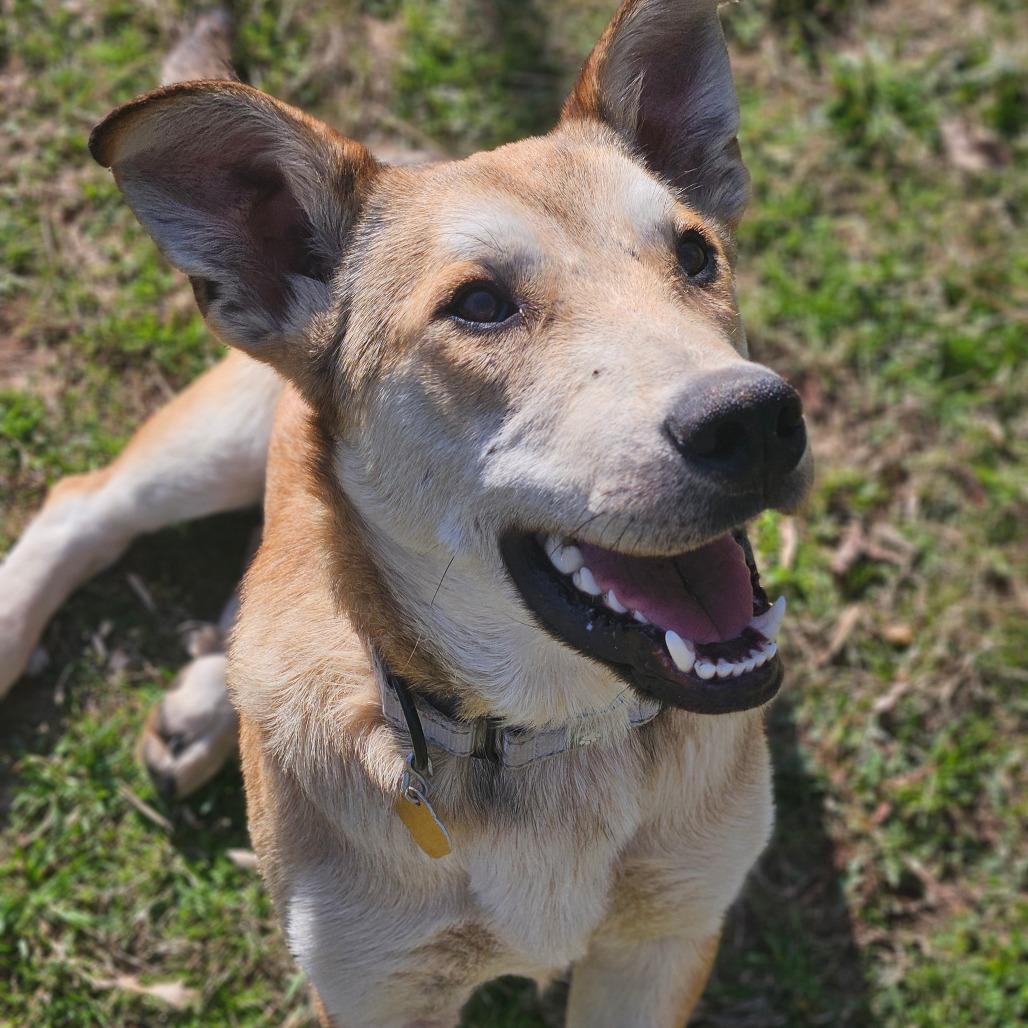 Ned, Adoptable, Adult Male Mixed Breed.