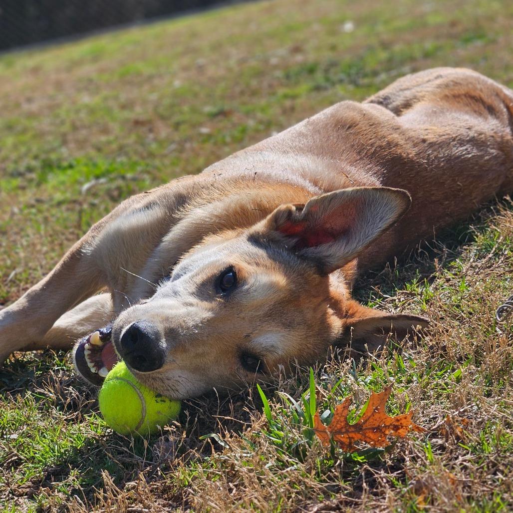 Enlarge Ned, a Adoptable Mixed Breed in Auburn, AL image 2/6