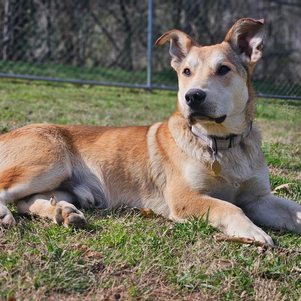 Enlarge Ned, a Adoptable Mixed Breed in Auburn, AL image 3/6