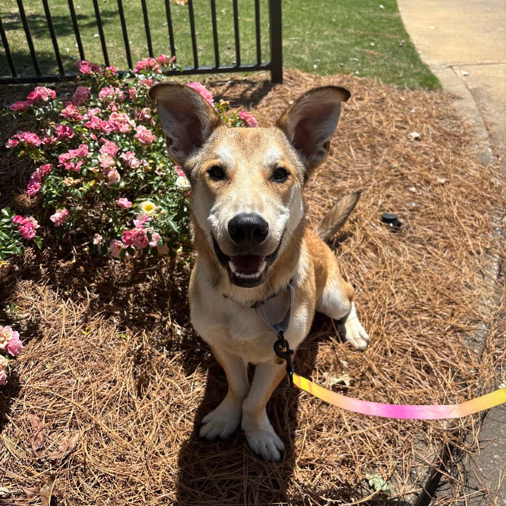 Enlarge Ned, a Adoptable Mixed Breed in Auburn, AL image 4/6