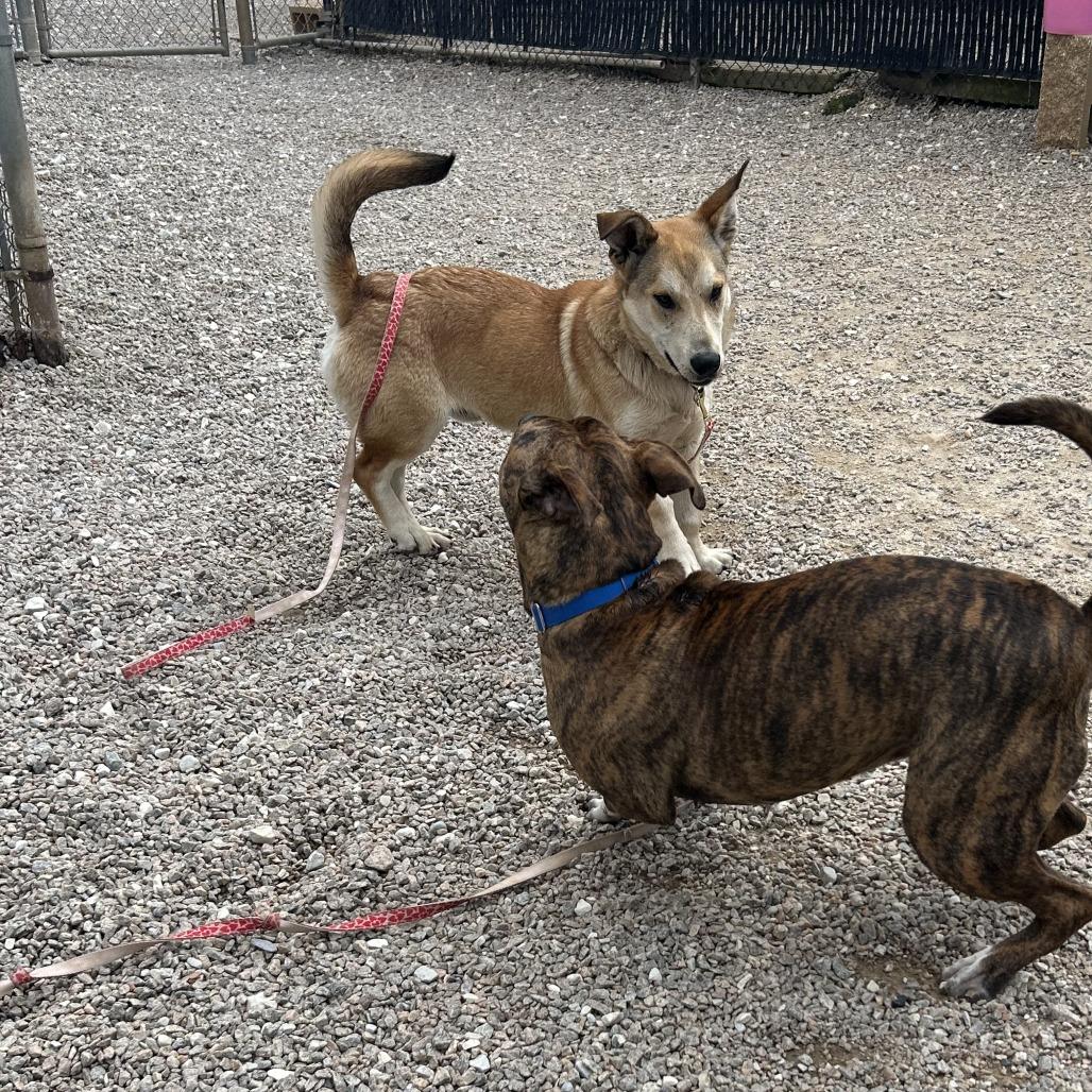 Enlarge Ned, a Adoptable Mixed Breed in Auburn, AL image 5/6