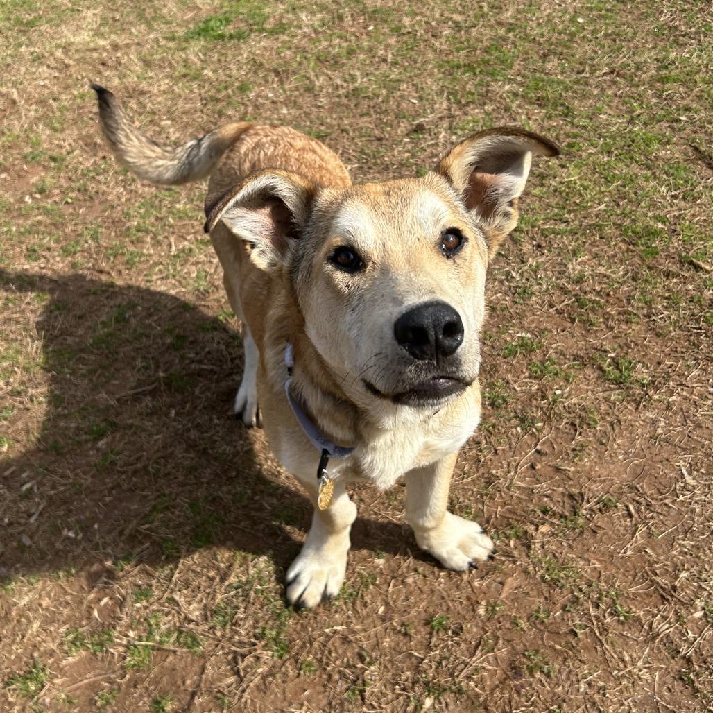 Enlarge Ned, a Adoptable Mixed Breed in Auburn, AL image 6/6