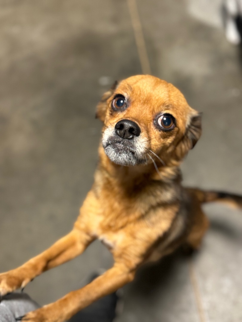 Fez, Adopted, Senior Male Chihuahua.
