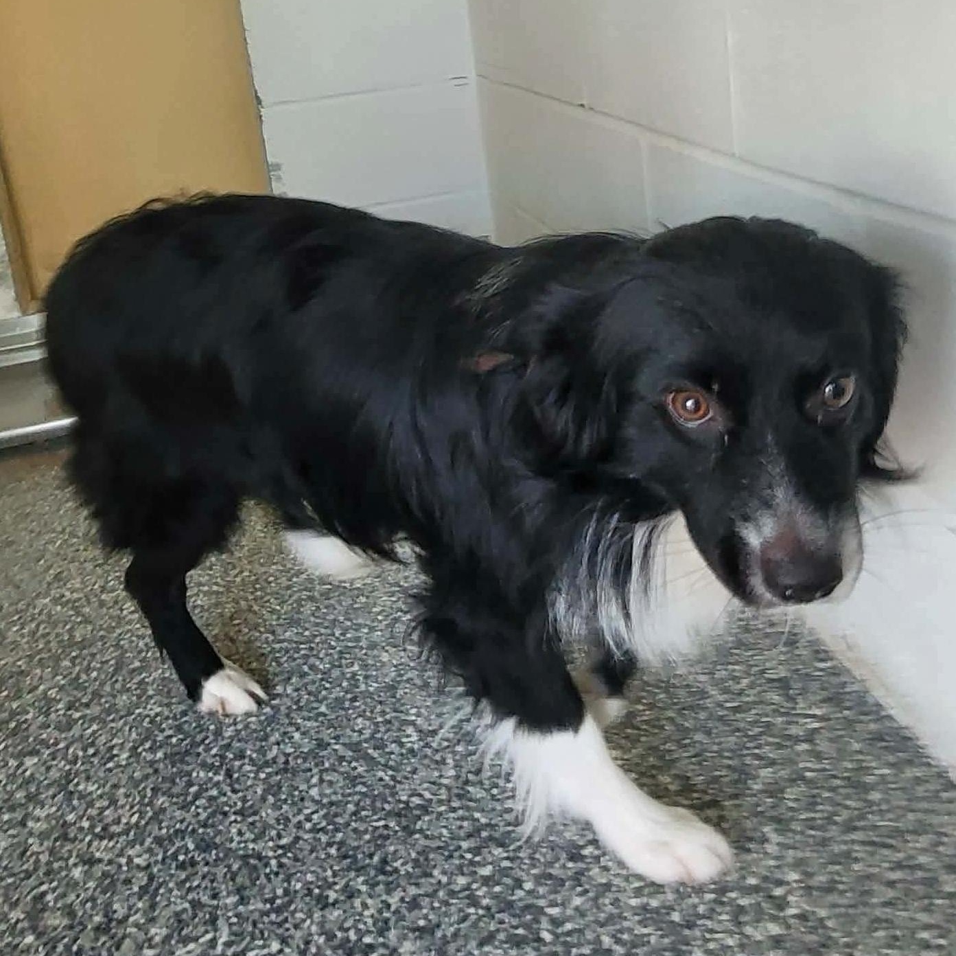 Wilbur, adopted, Adult Male Border Collie.