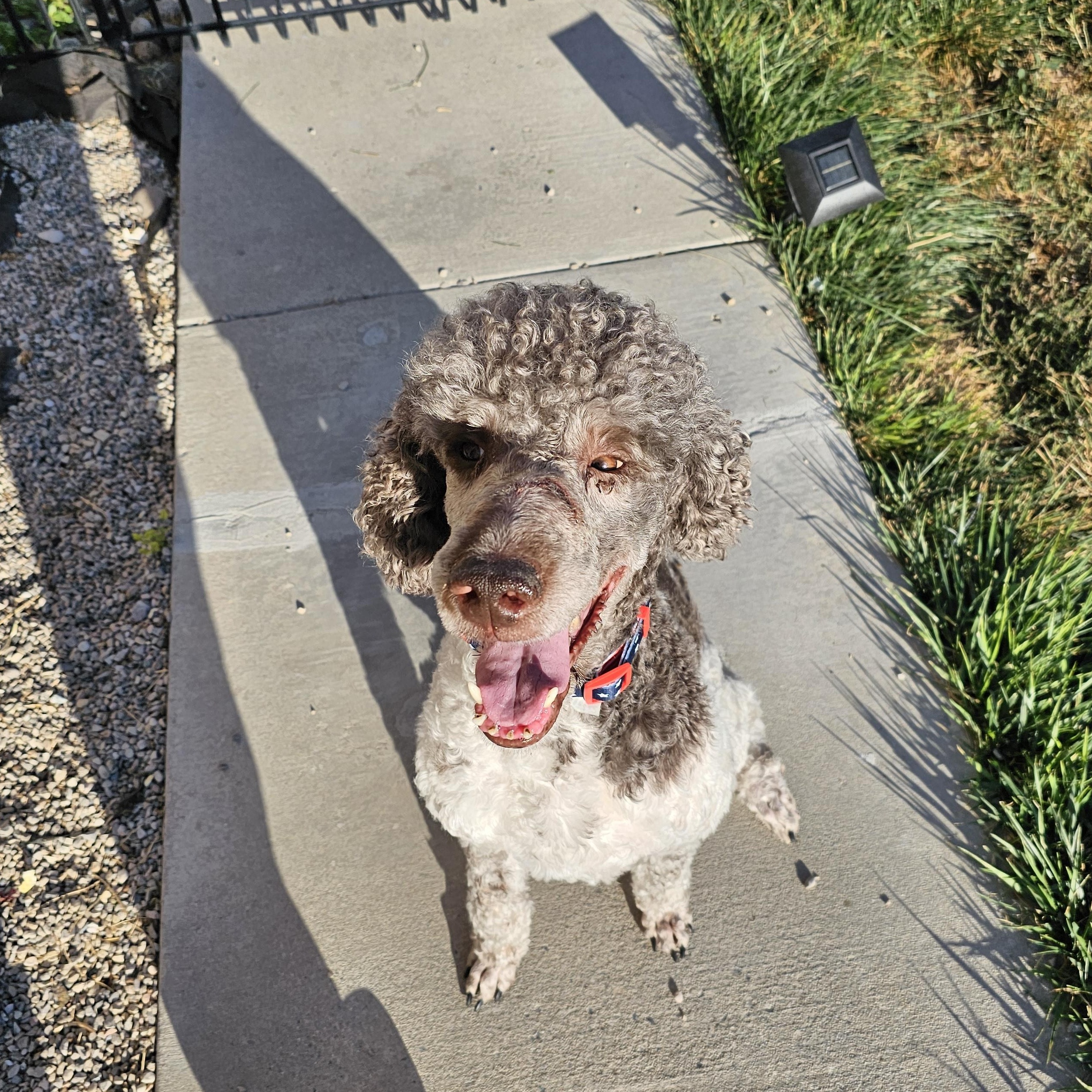 Enlarge Zeus, a Adoptable Standard Poodle in West Valley, UT image 2/5
