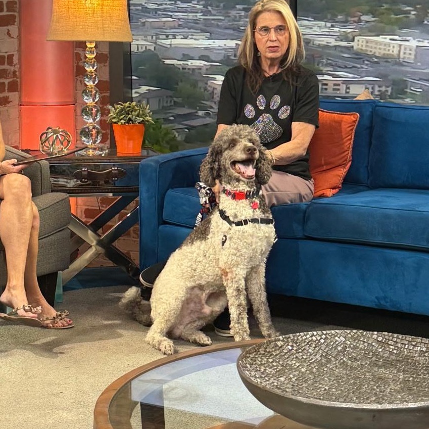 Zeus, Adoptable, Adult Male Standard Poodle.