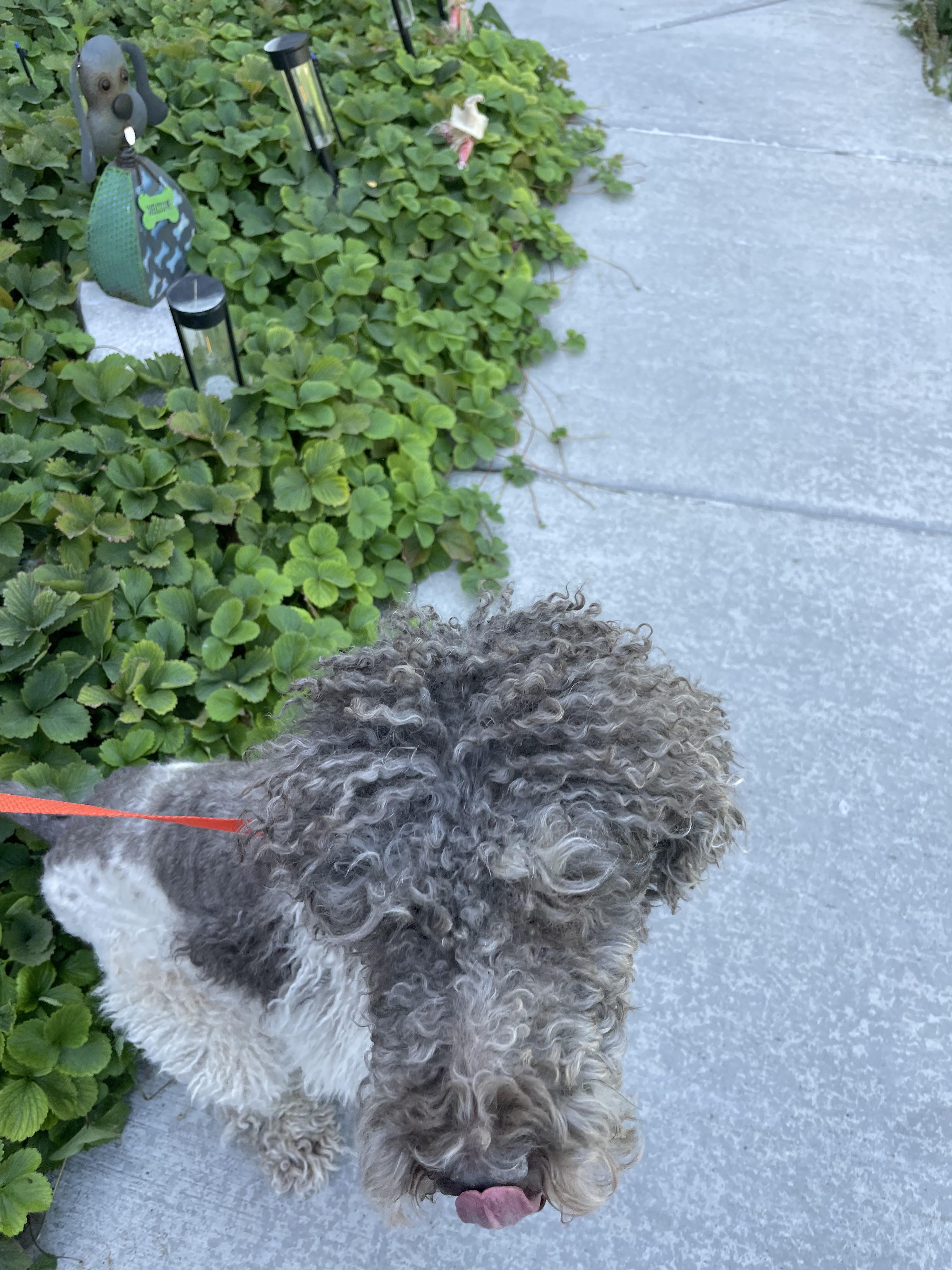 Enlarge Zeus, a Adoptable Standard Poodle in West Valley, UT image 3/5