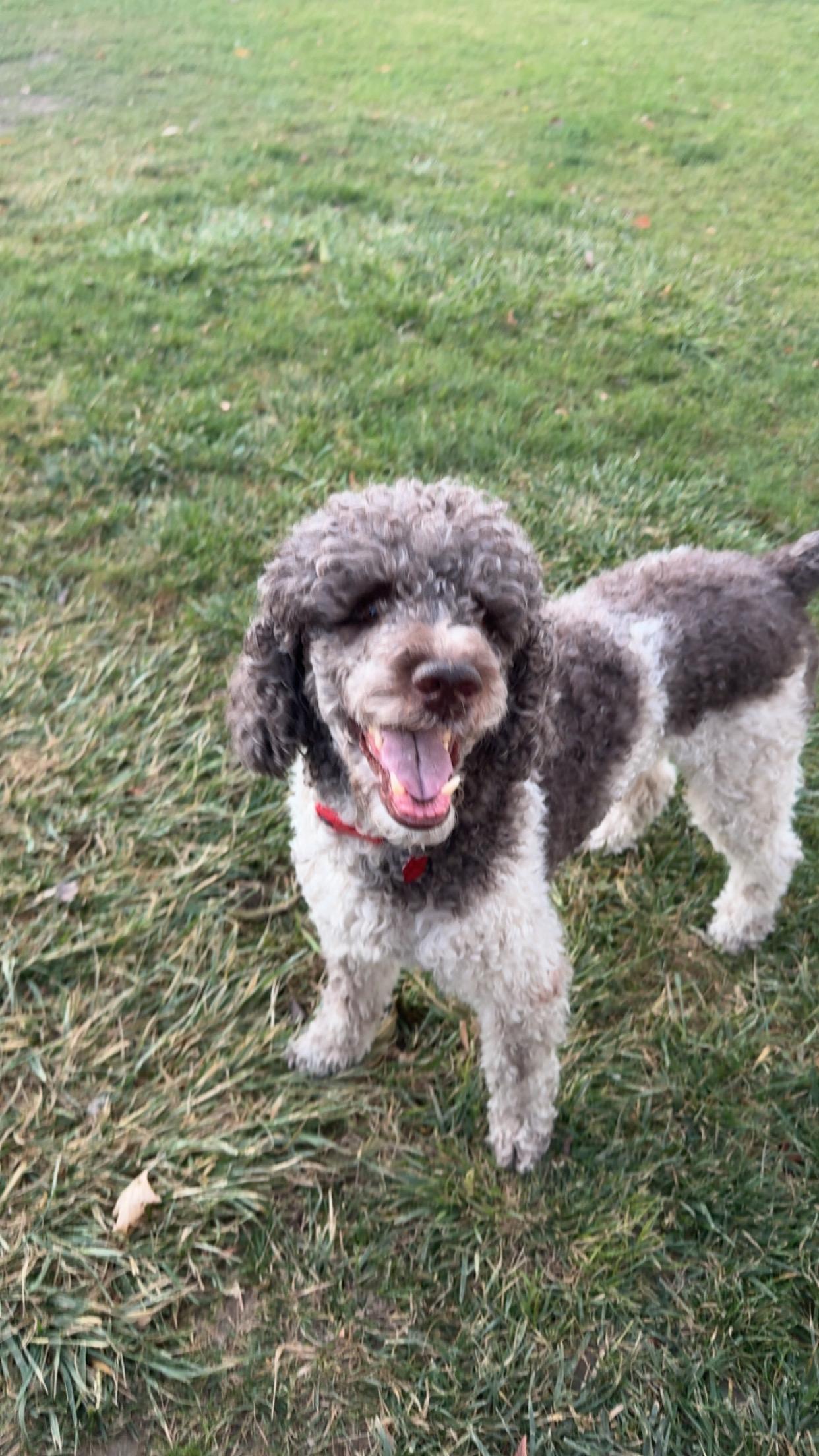 Enlarge Zeus, a Adoptable Standard Poodle in West Valley, UT image 4/5