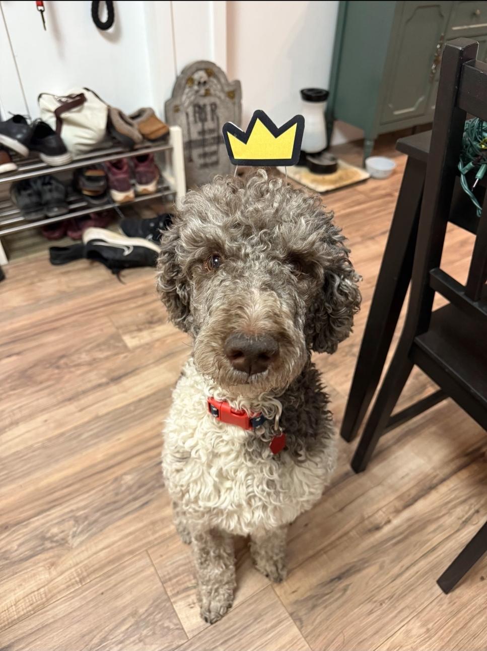 Zeus, Adoptable, Adult Male Standard Poodle.