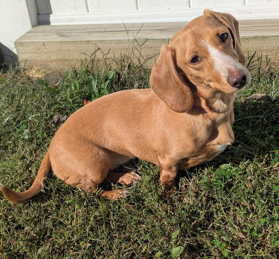 Enlarge Caramela aka Cara in WI, a Adoptable Dachshund in Marinette, WI image 2/5
