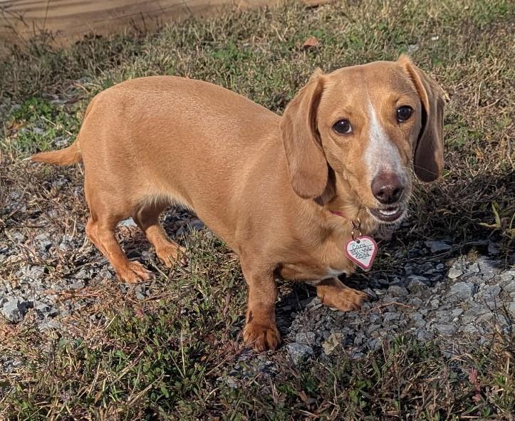 Enlarge Caramela aka Cara in WI, a Adoptable Dachshund in Marinette, WI image 5/5