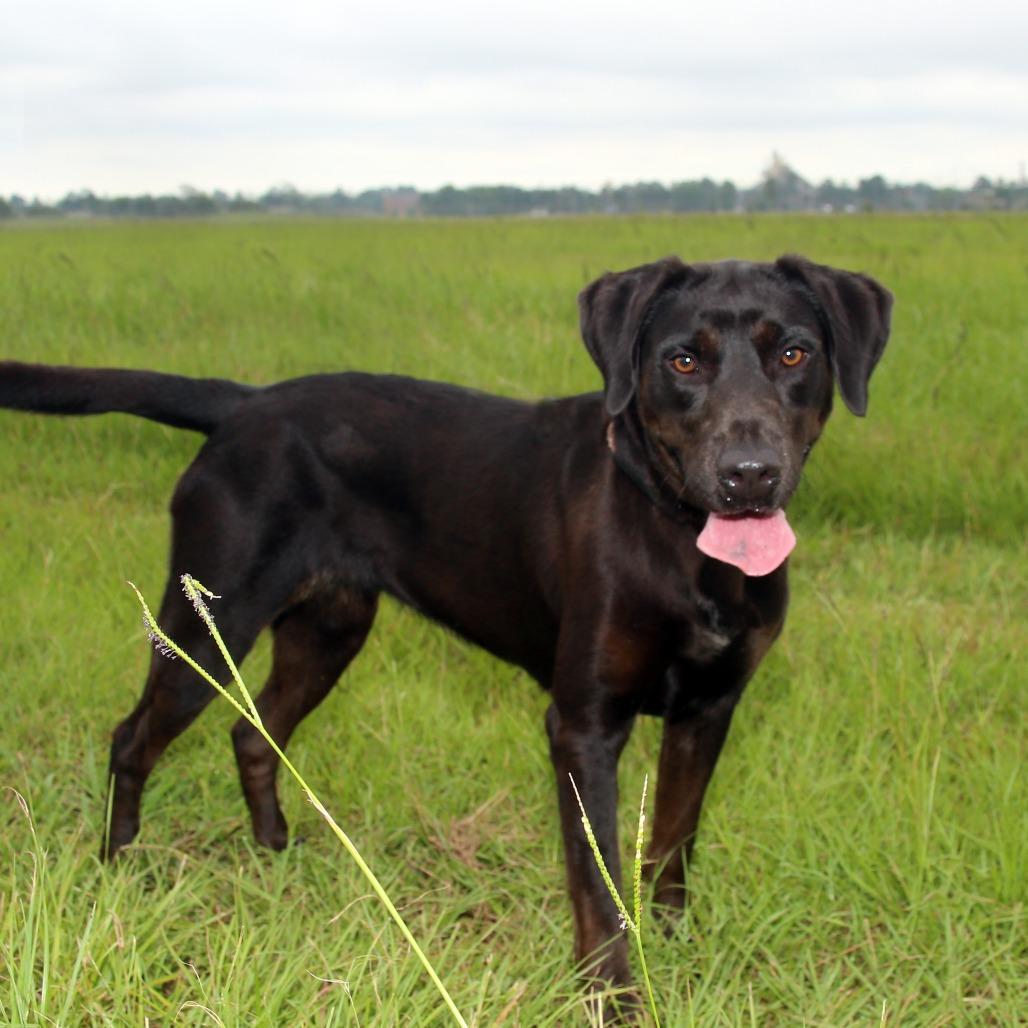 Enlarge Melly, a Adoptable Black Labrador Retriever in Natchitoches, LA image 1/6