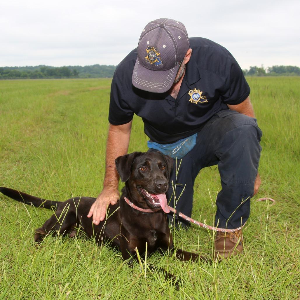Enlarge Melly, a Adoptable Black Labrador Retriever in Natchitoches, LA image 2/6