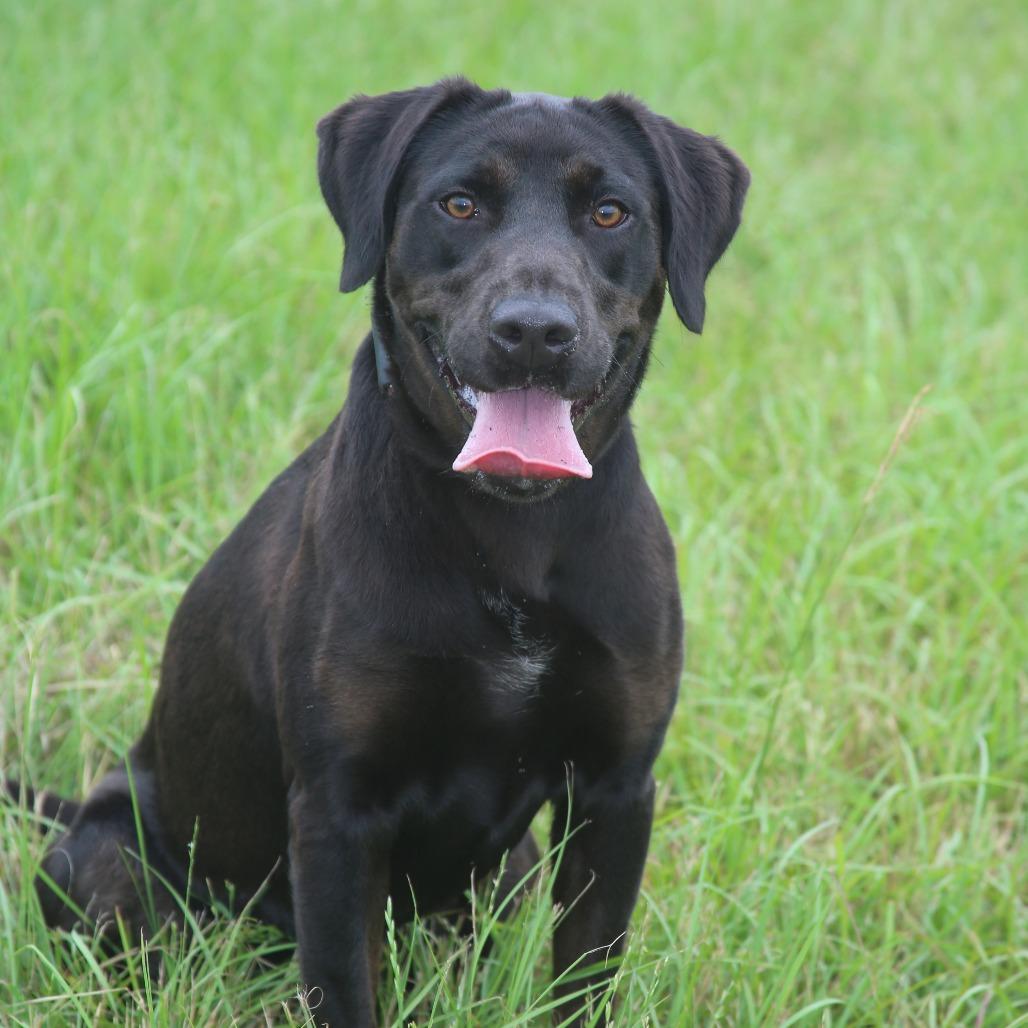 Enlarge Melly, a Adoptable Black Labrador Retriever in Natchitoches, LA image 3/6