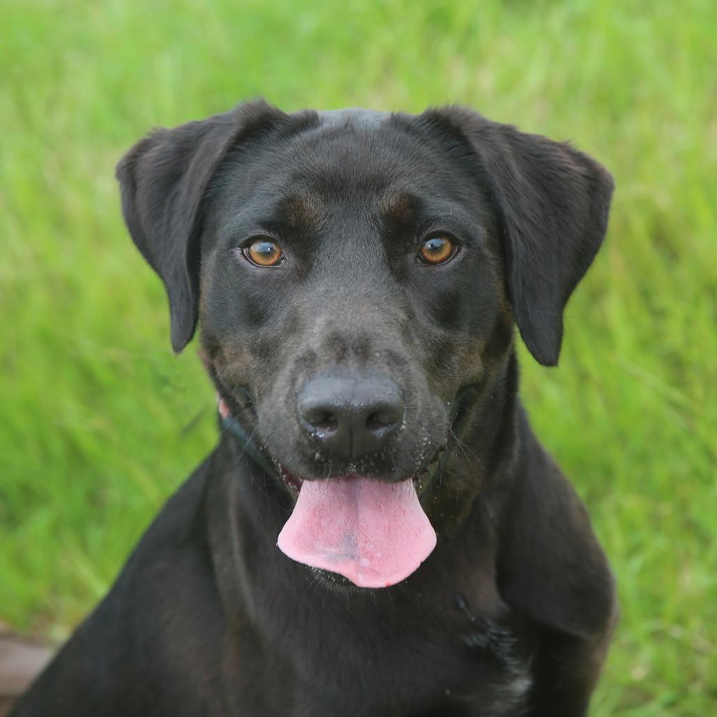 Enlarge Melly, a Adoptable Black Labrador Retriever in Natchitoches, LA image 4/6