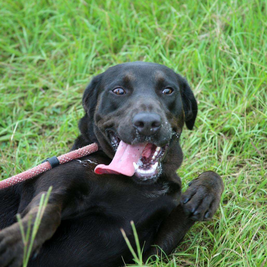 Enlarge Melly, a Adoptable Black Labrador Retriever in Natchitoches, LA image 5/6