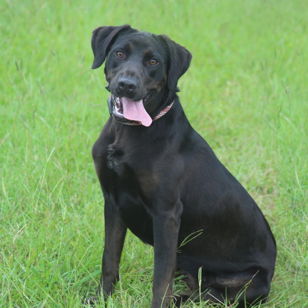 Enlarge Melly, a Adoptable Black Labrador Retriever in Natchitoches, LA image 6/6