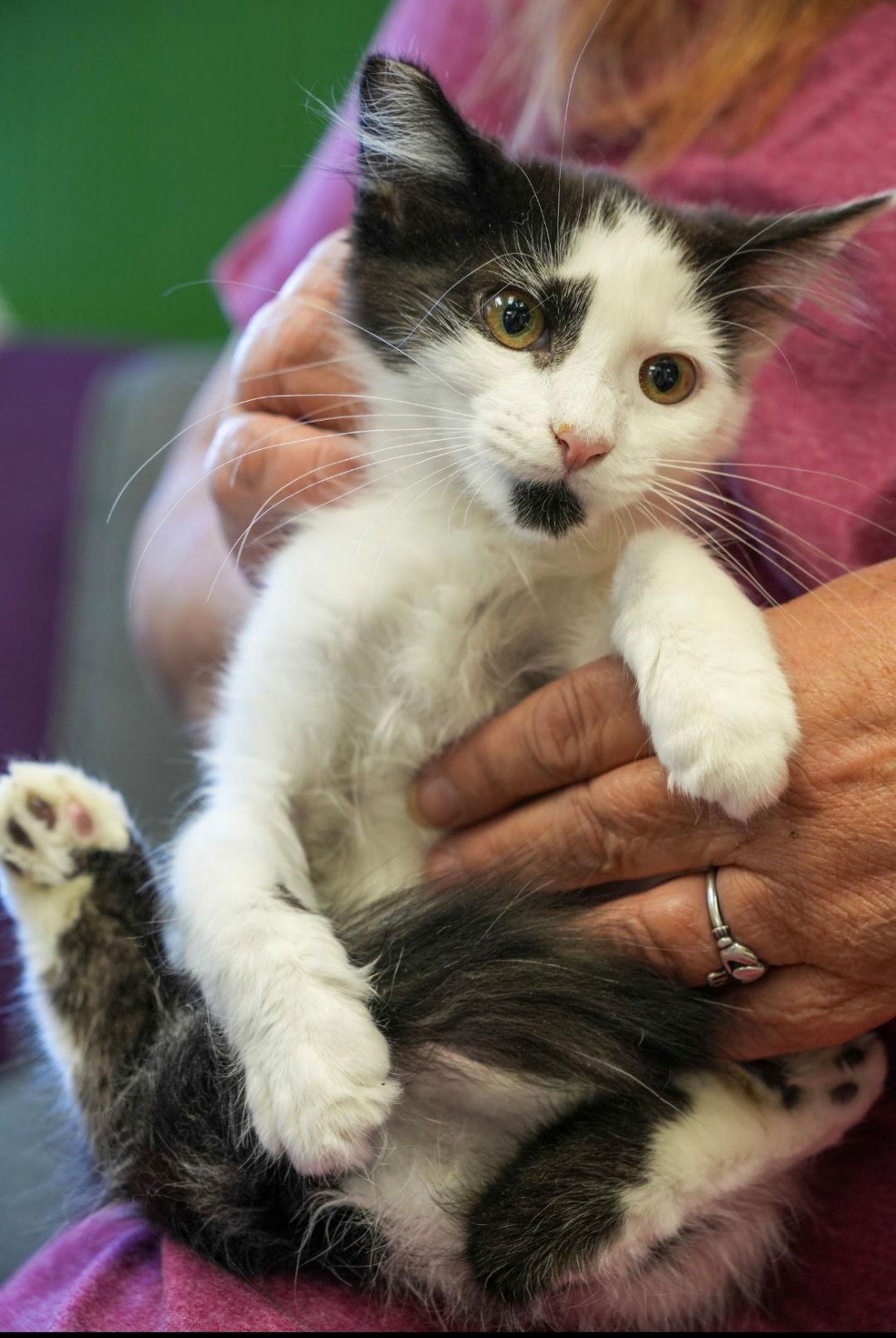 Q-Tip, Adoptable, Kitten Female Domestic Medium Hair & Tuxedo.