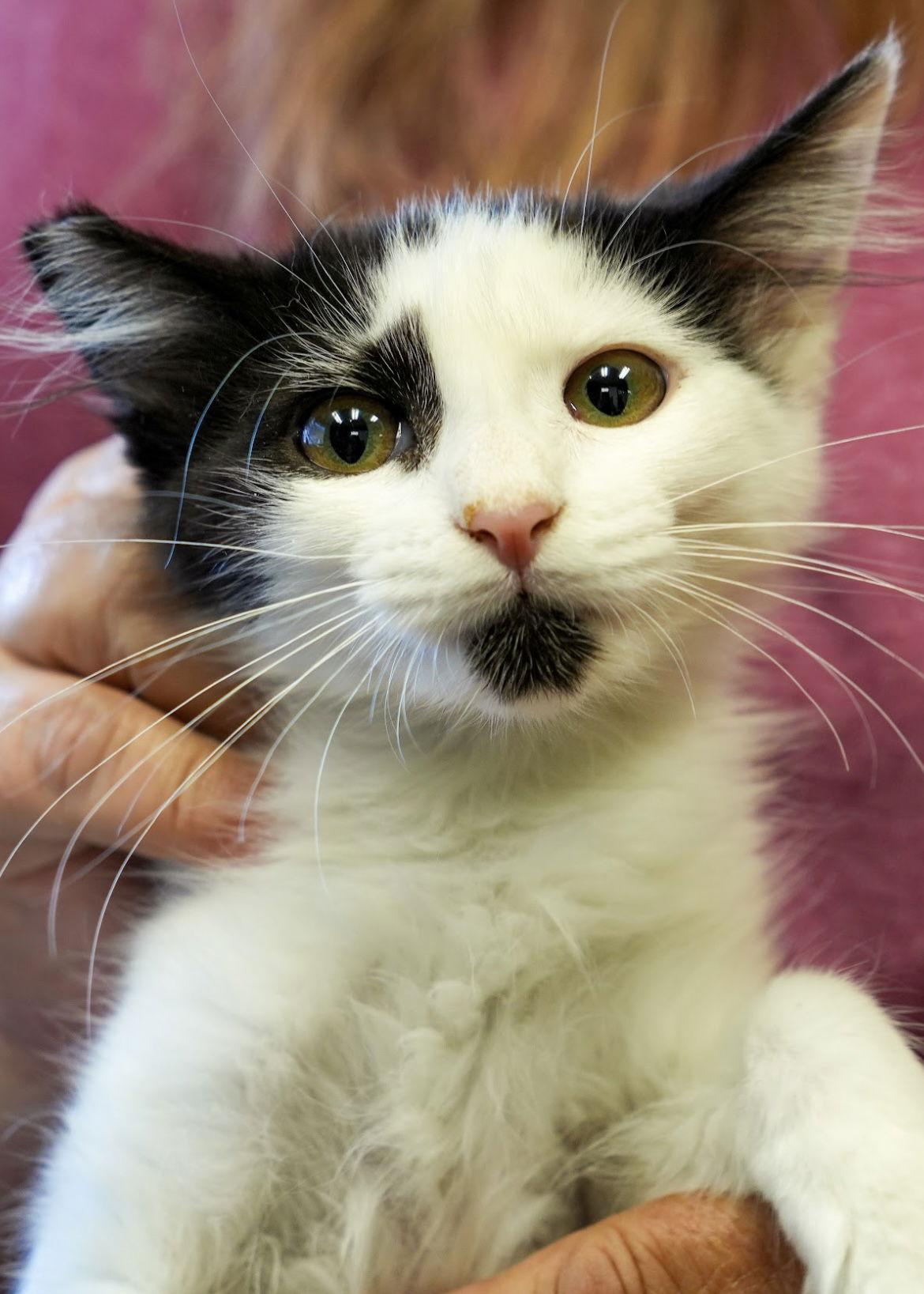 Enlarge Q-Tip, a Adoptable mixed breed in Campbell, CA image 2/3