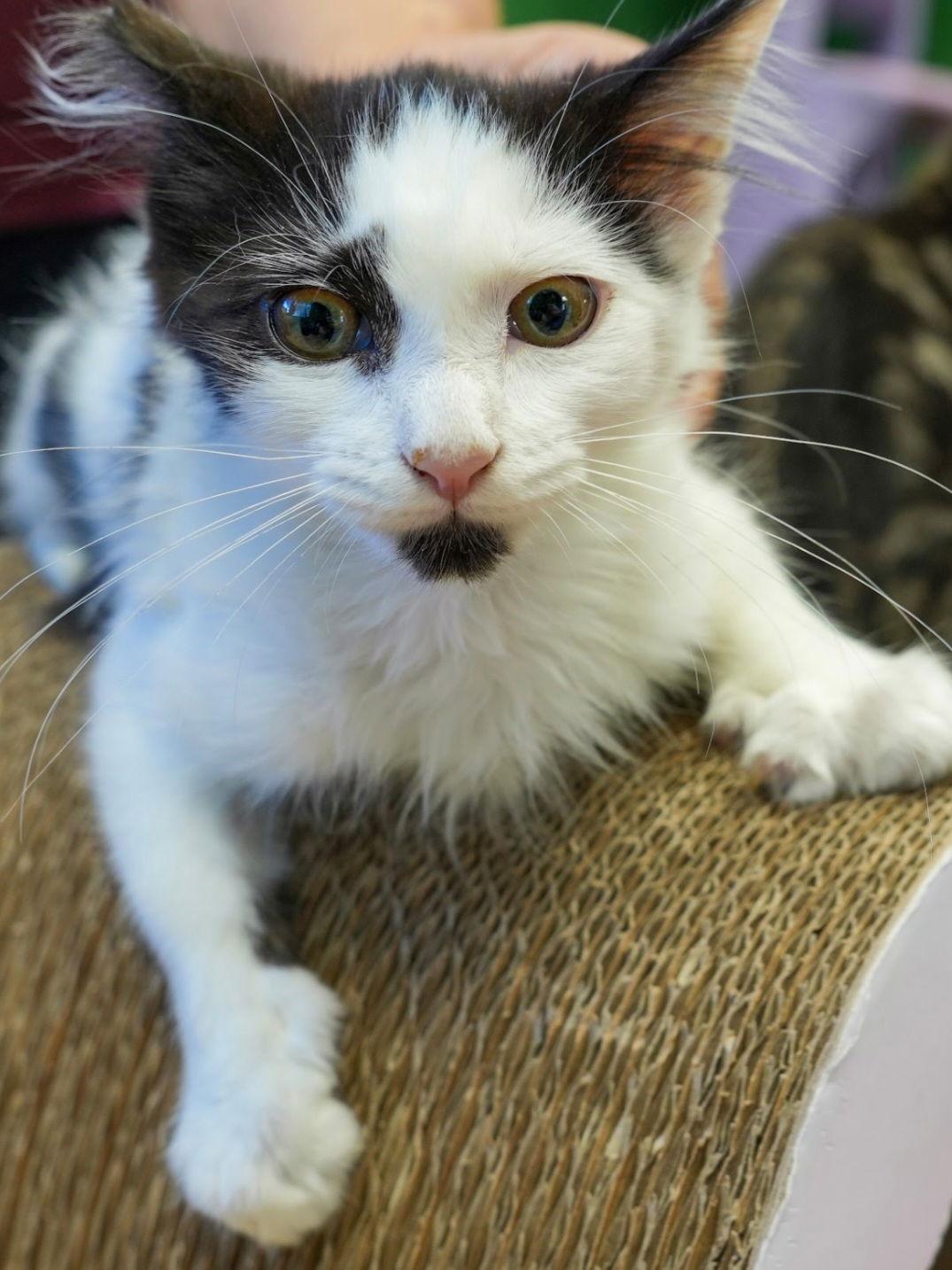 Enlarge Q-Tip, a Adoptable mixed breed in Campbell, CA image 3/3