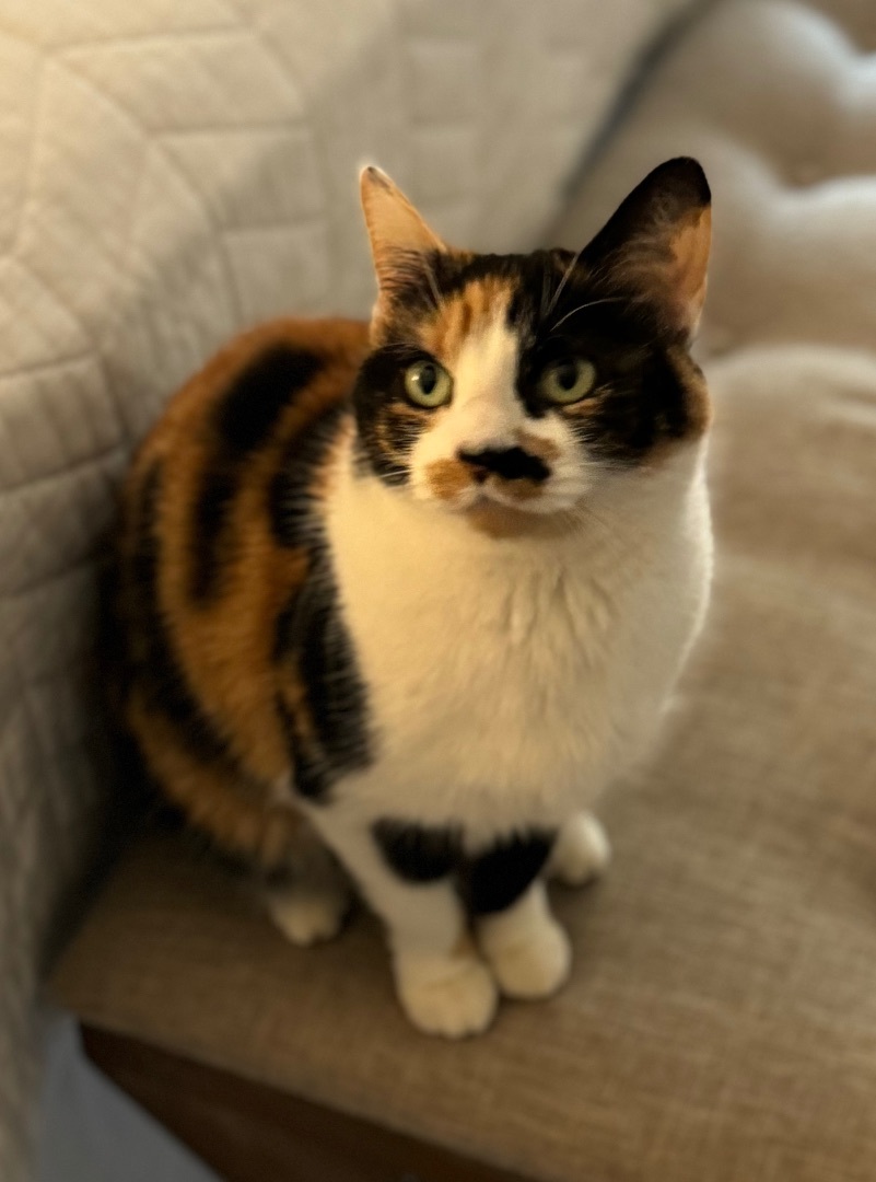 Enlarge Mary, a Adopted Calico in Valdosta, GA image 1/6