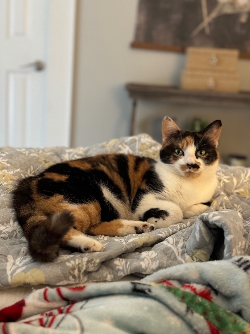 Enlarge Mary, a Adopted Calico in Valdosta, GA image 2/6