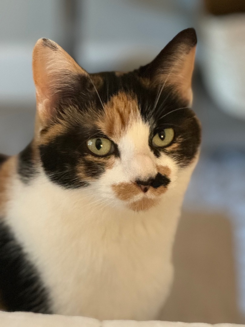 Enlarge Mary, a Adopted Calico in Valdosta, GA image 3/6