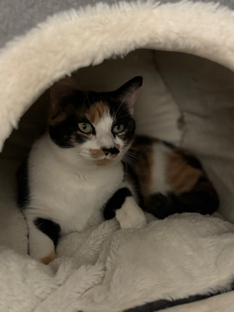 Enlarge Mary, a Adopted Calico in Valdosta, GA image 4/6