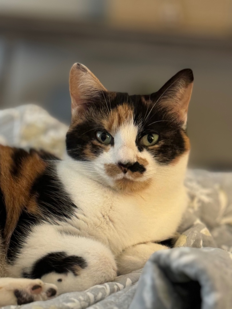Enlarge Mary, a Adopted Calico in Valdosta, GA image 5/6