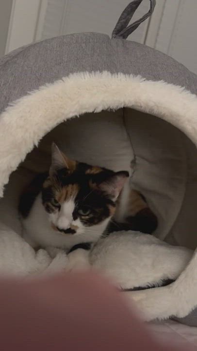Enlarge Mary, a Adopted Calico in Valdosta, GA video 6/6