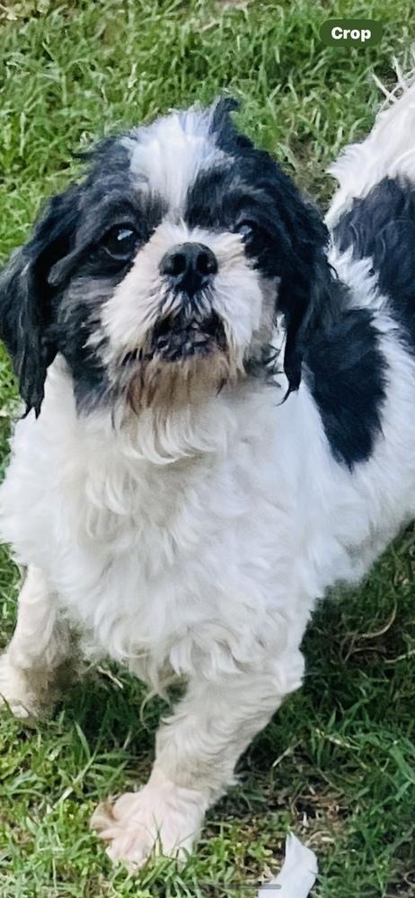 Micah, Adoptable, Adult Male Shih Tzu & Shih Tzu.