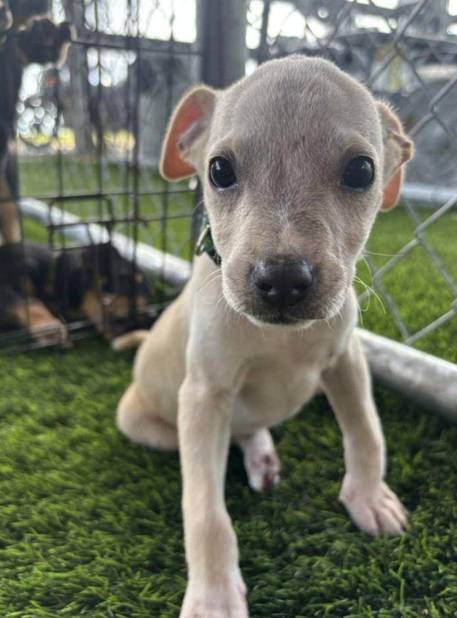 Enlarge Pumpkin, a ADOPTABLE mixed breed in Morristown, NJ image 4/5