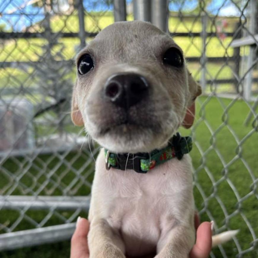 Enlarge Pumpkin, a ADOPTABLE mixed breed in Morristown, NJ image 2/5