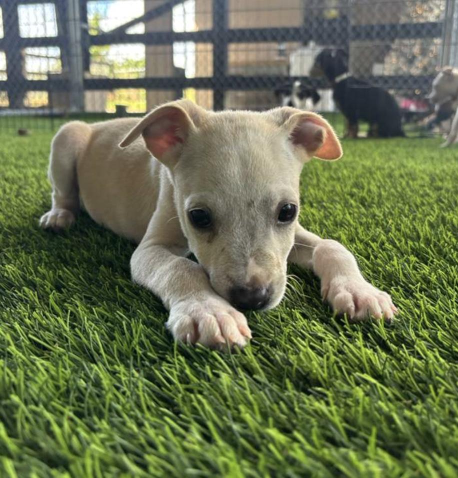 Enlarge Pumpkin, a ADOPTABLE mixed breed in Morristown, NJ image 1/5
