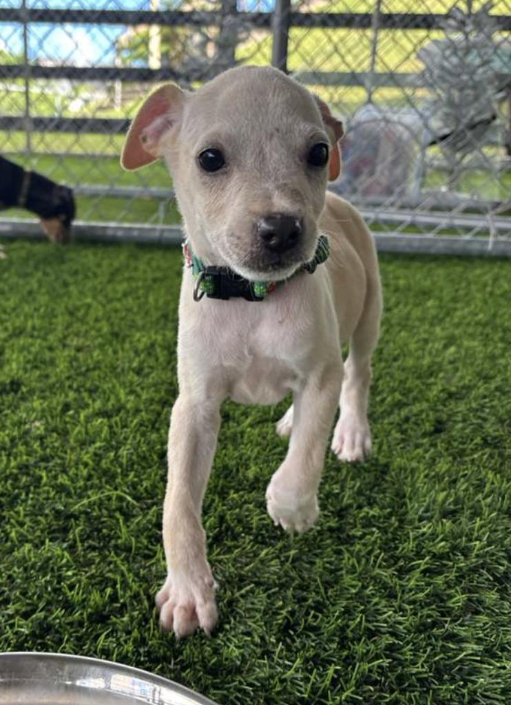 Enlarge Pumpkin, a ADOPTABLE mixed breed in Morristown, NJ image 3/5