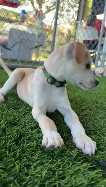 Enlarge Pumpkin, a ADOPTABLE mixed breed in Morristown, NJ video 5/5