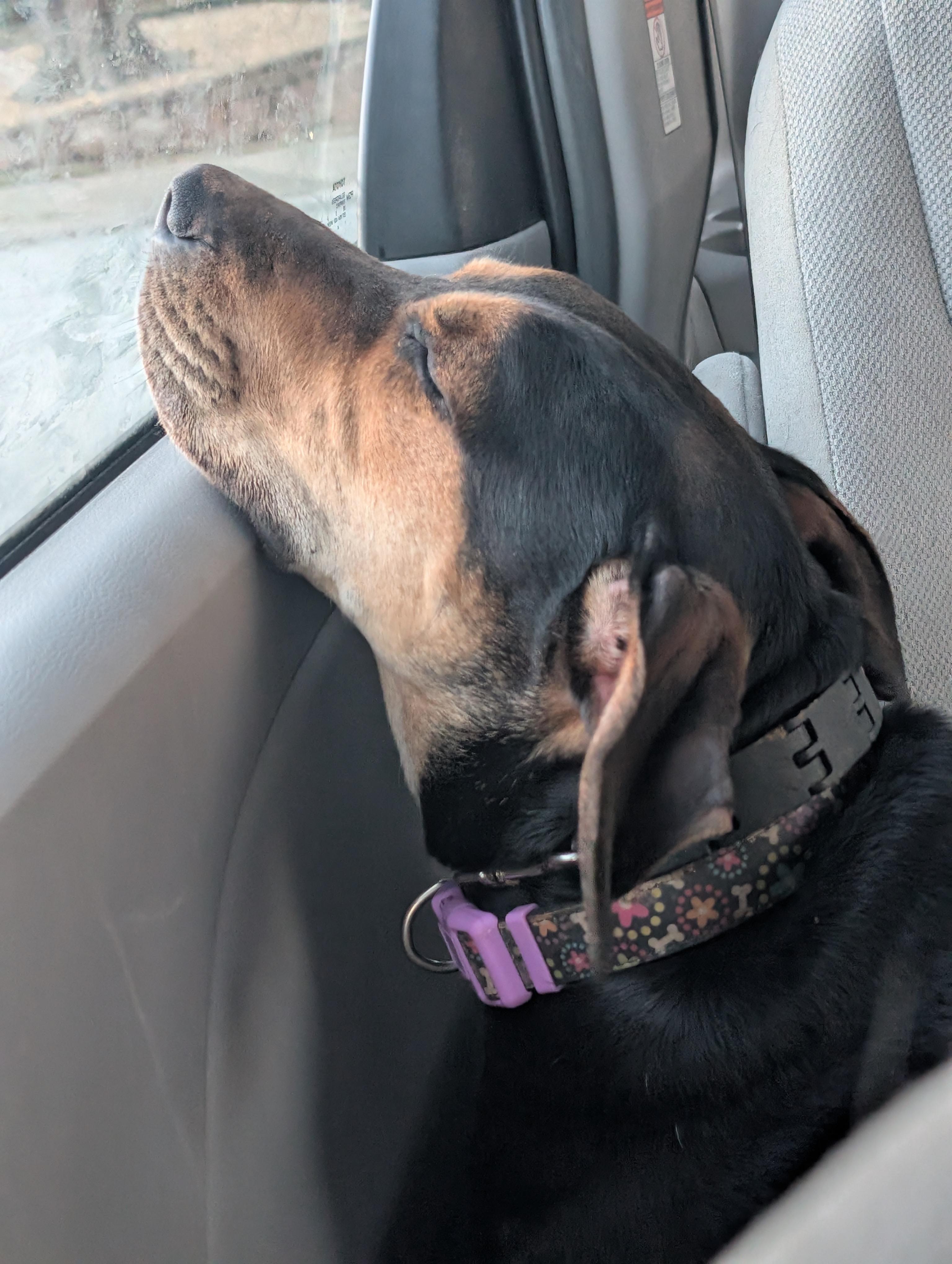 Jenna - Adoption Fee Sponsored and Pups 4 Parole Graduate!!! — thumbnail 3