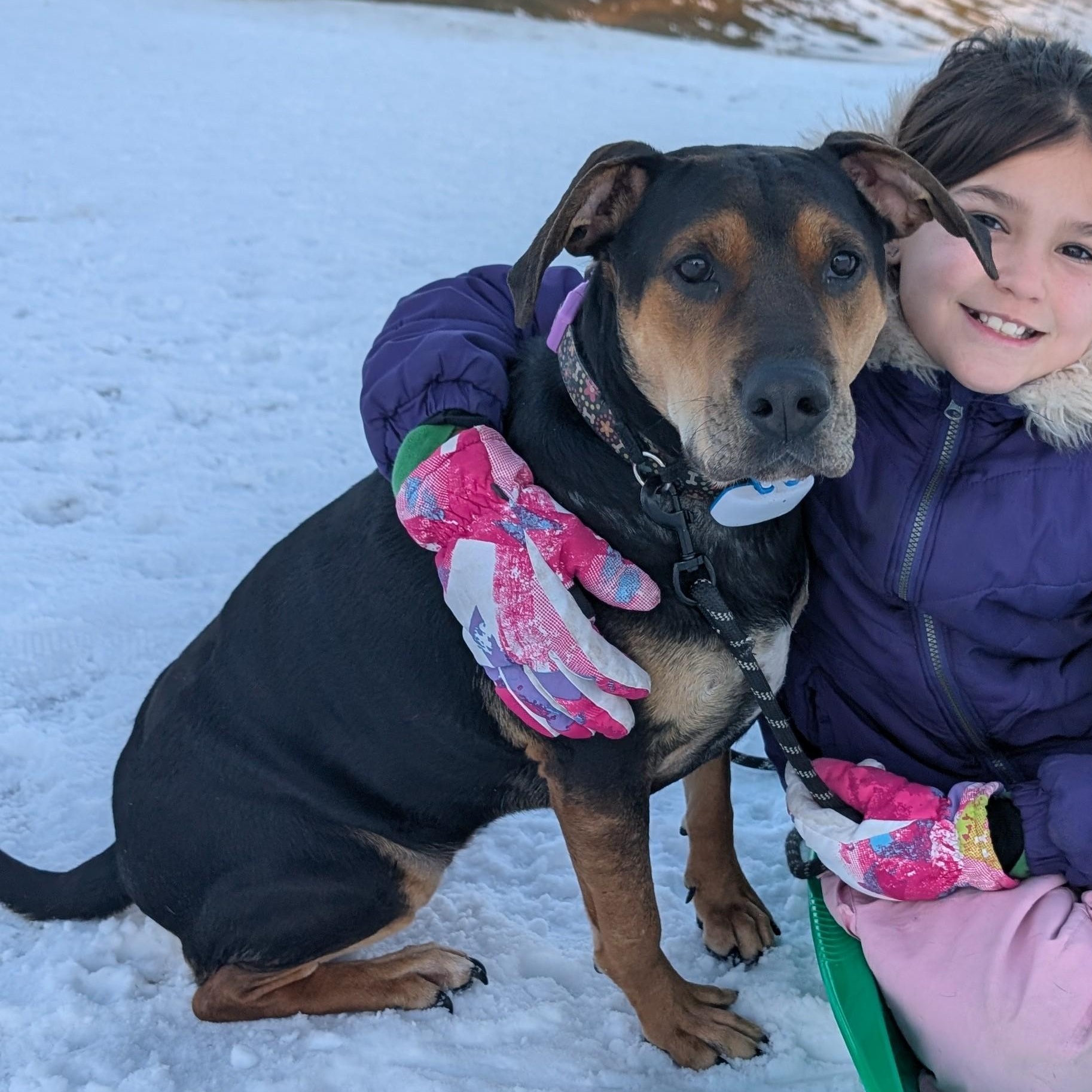 Jenna - Adoption Fee Sponsored and Pups 4 Parole Graduate!!! — thumbnail 4