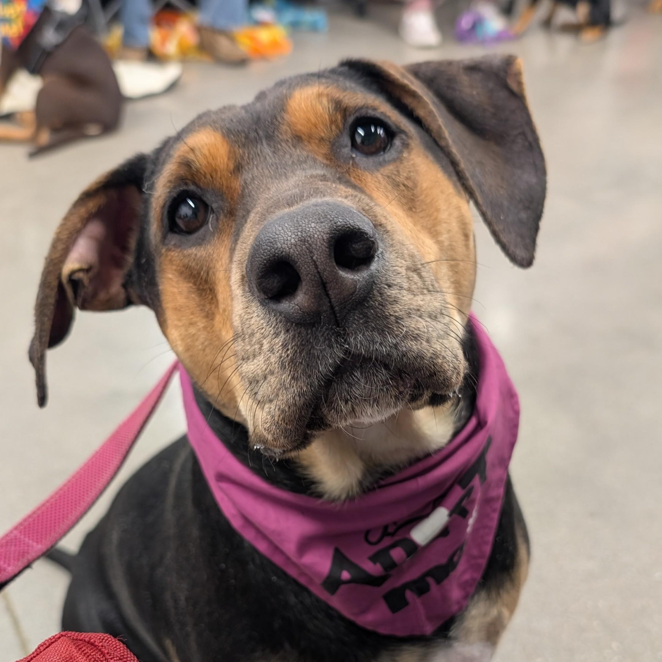 Jenna - Adoption Fee Sponsored and Pups 4 Parole Graduate!!! — thumbnail 6